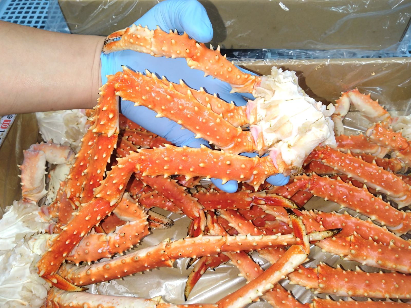 タラバガニ足6肩～7肩で2㎏ボイル冷凍品