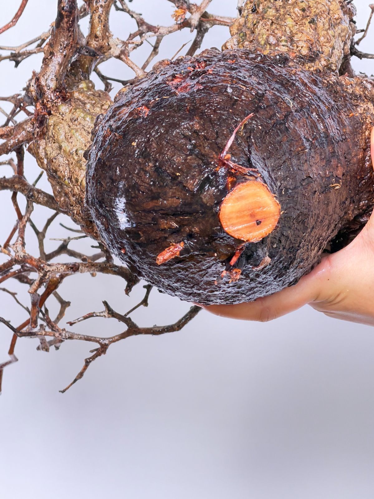 オペルクリカリア パキプス