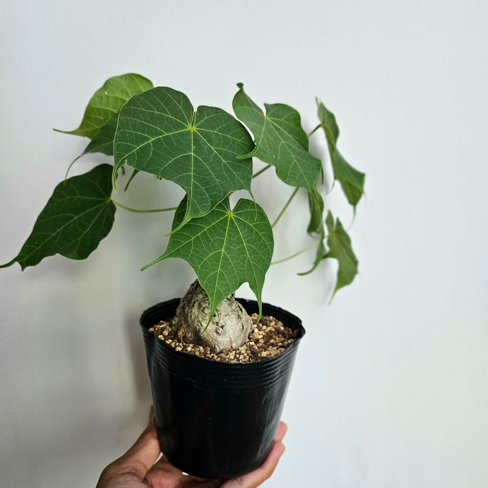 Sterculia colorata ステルクリア　コロラータ　4個セット 塊根植物 ・ステルクリア コロラータ 4｜サンスベリアの通販 acacia