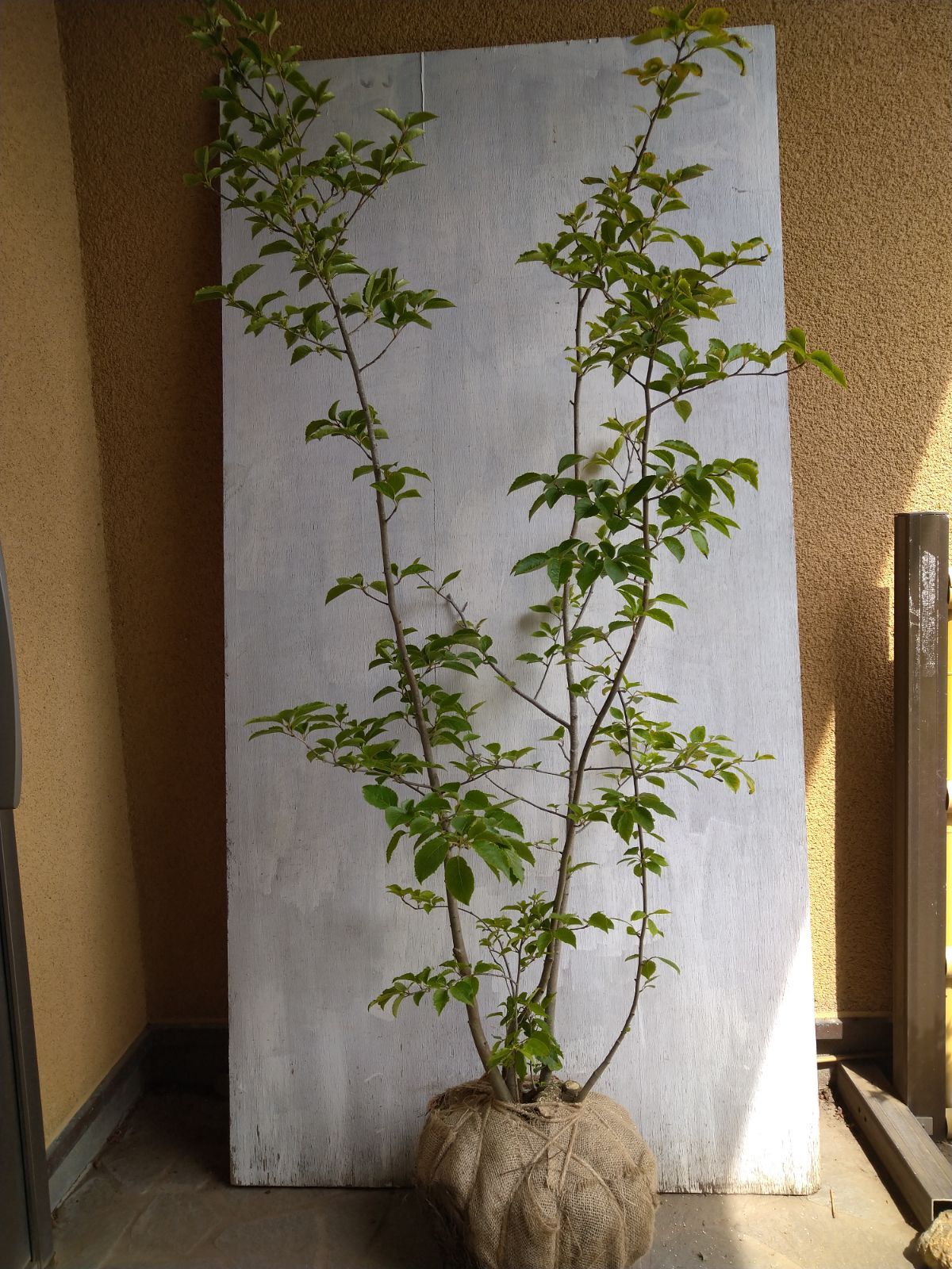 アオハダ株立ち