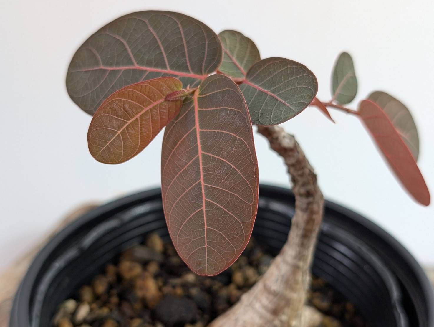 アデニウム　アラビカム　塊根植物　コーデックス アデニウム・アラビカム | モンスター塊根植物 - 観葉植物専門店