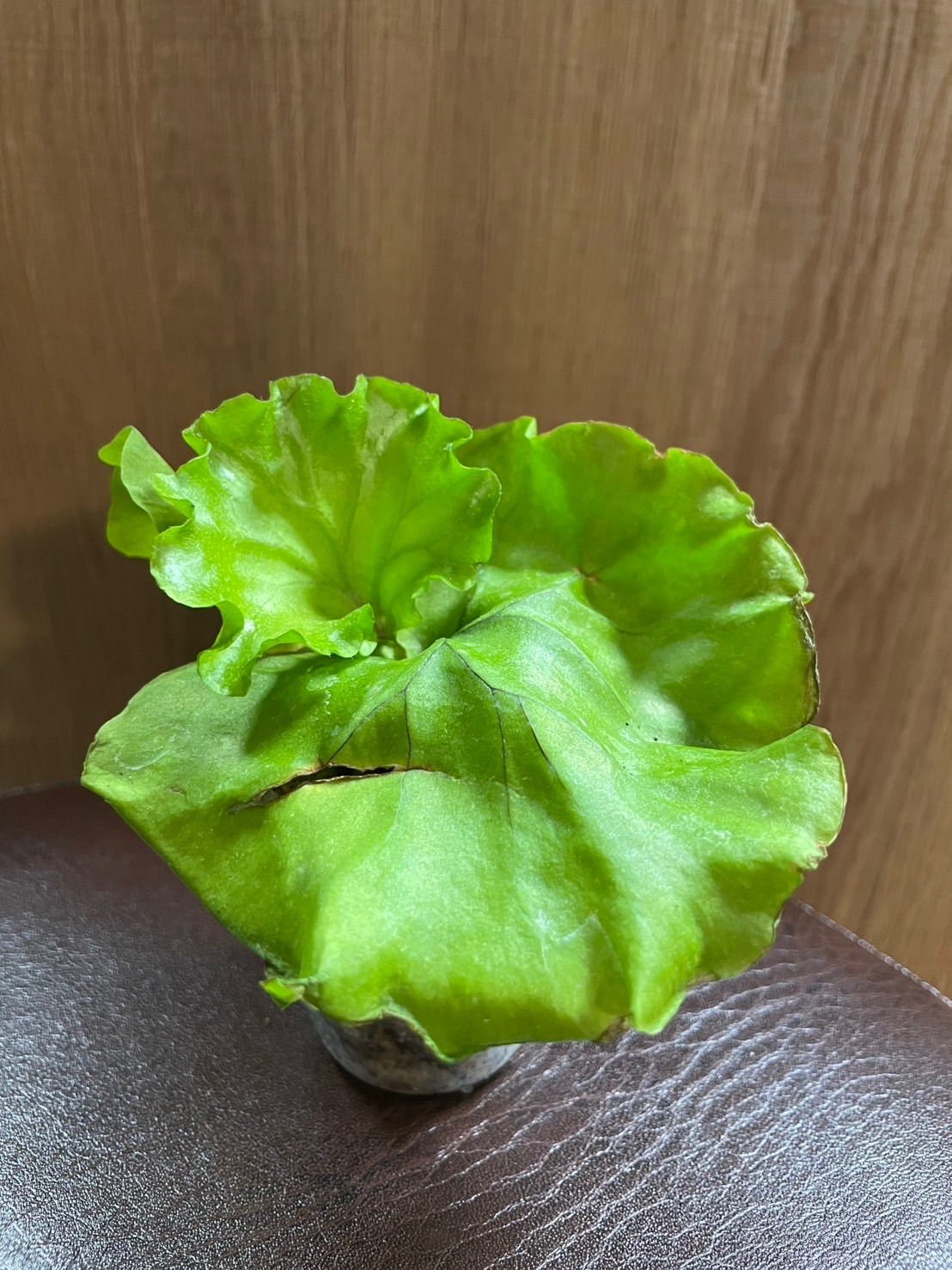 ビカクシダ リドレイ モンキーキング