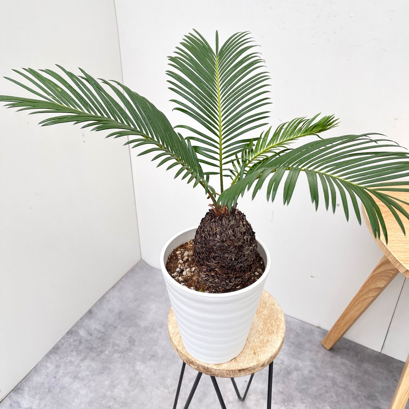 ソテツ 2株 販売済み 金環ソテツ 2.5号ポットつき 2株セット❗極上柄