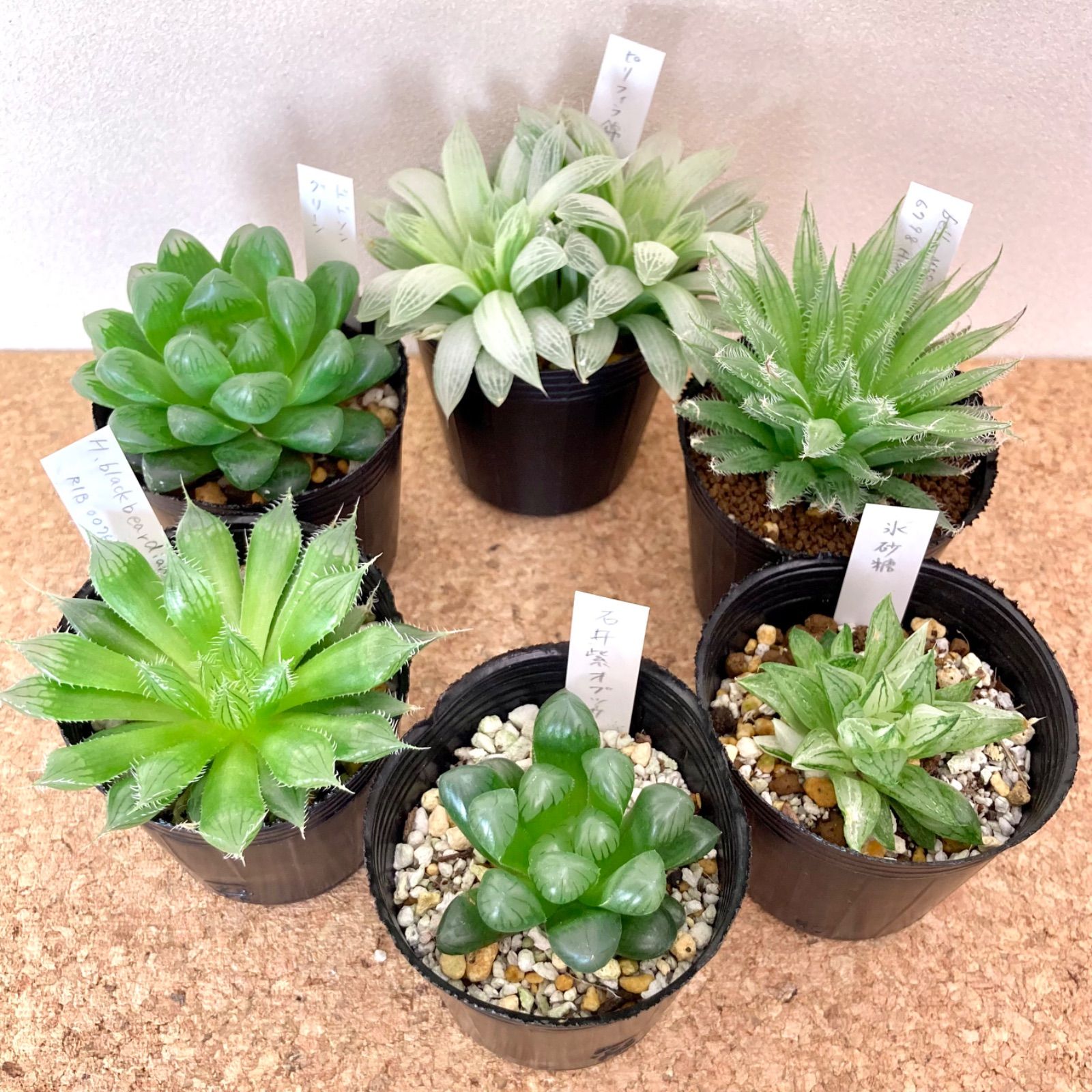 ハオルチア 2号 6種セット / 多肉植物 観葉植物【5】 - メルカリ ハオルチア 2号 6種セット / 多肉植物 観葉植物【5】 - メルカリ