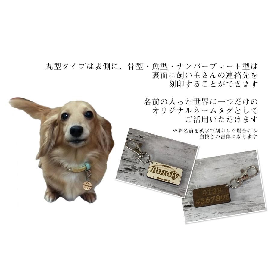 迷子の魚さん 強し