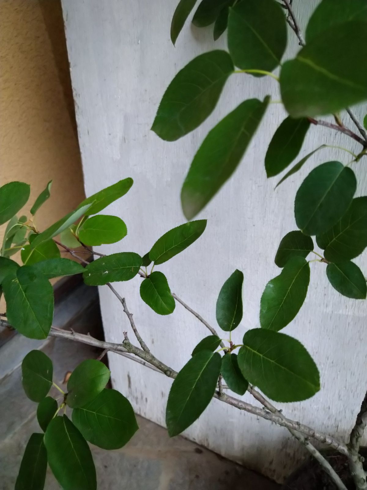 ジューンベリー株立ち③ ジューンベリー 15本株立ち 約2.5m 一点物