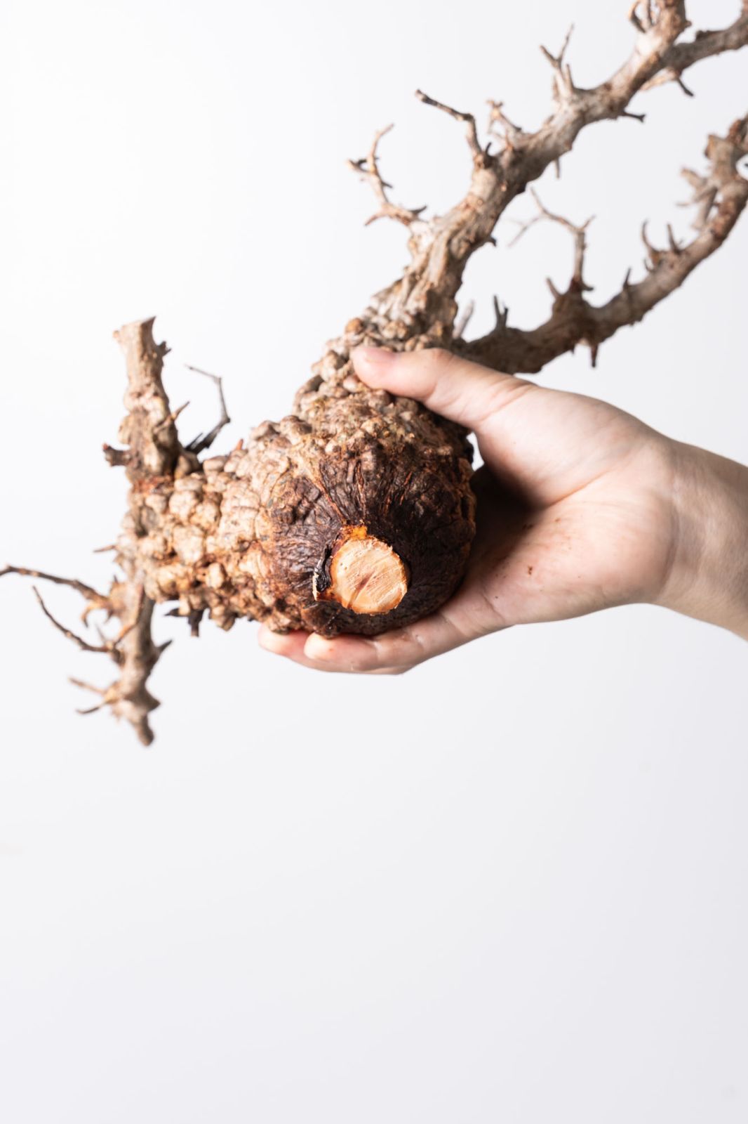 MP112 オペルクリカリア パキプス コーデックス ベアルート株