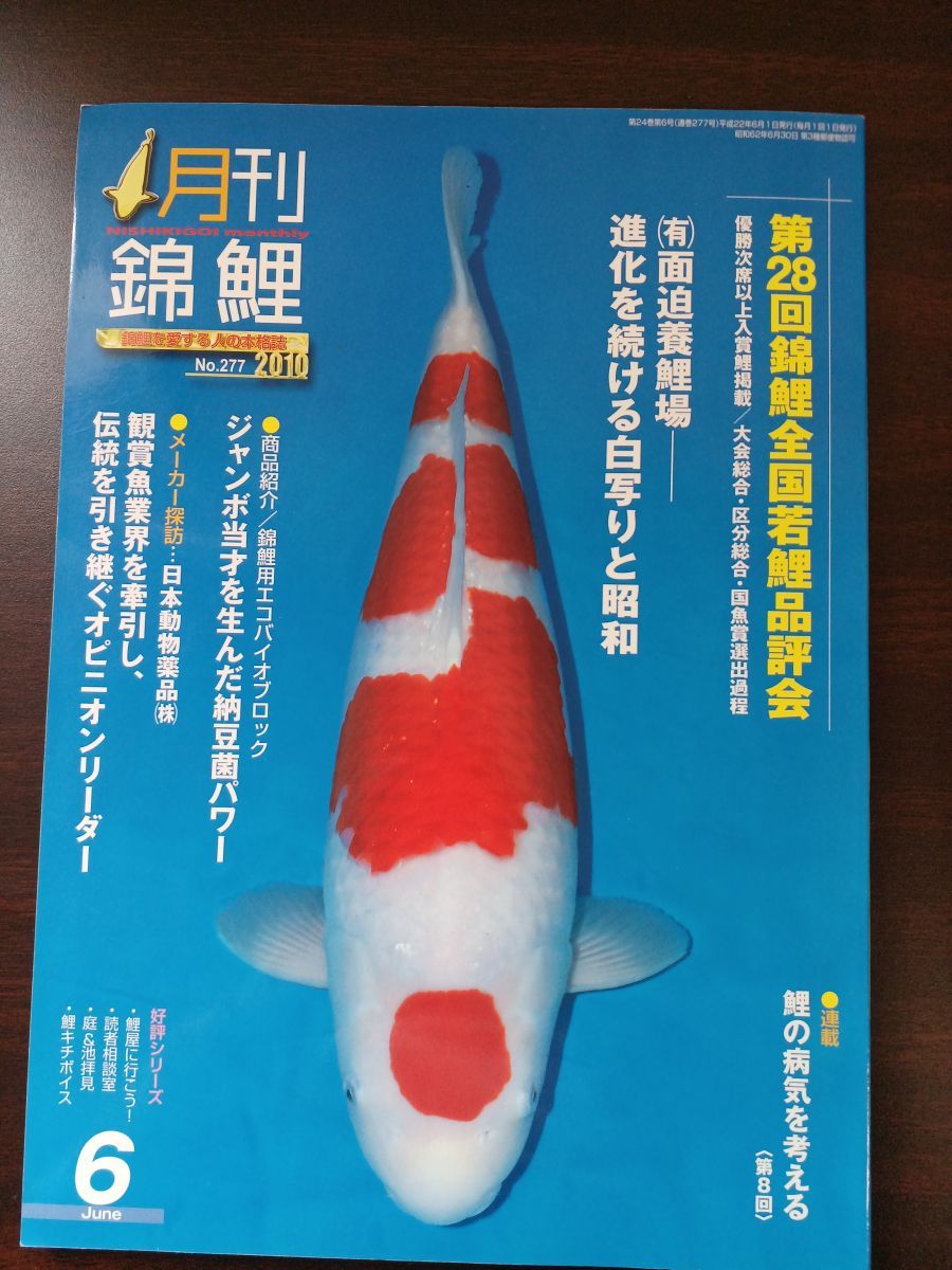 錦鯉【品評会用、緋写り】318－1（星野産）20年産 47㎝位 - 魚類、水生生物