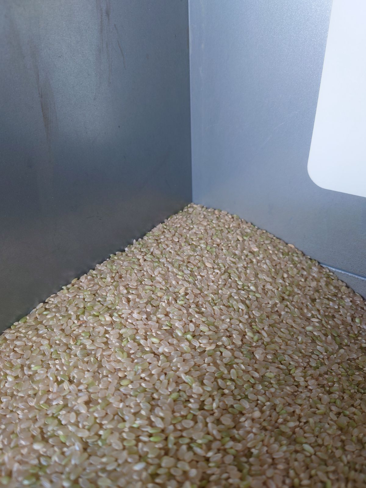 令和6年 新米！精米無料！玄米15キロ 栃木県大田原 黒羽産コシヒカリ 15㎏