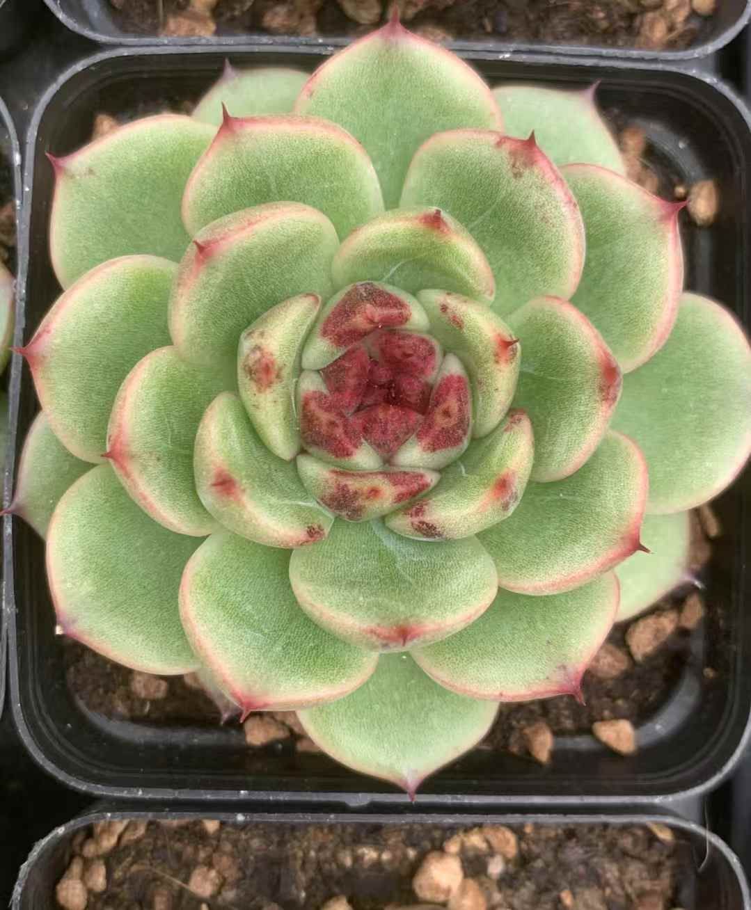 LX71×54 セイフウ 抜き苗 多肉植物 アエオニウム エケベリア 韓国苗