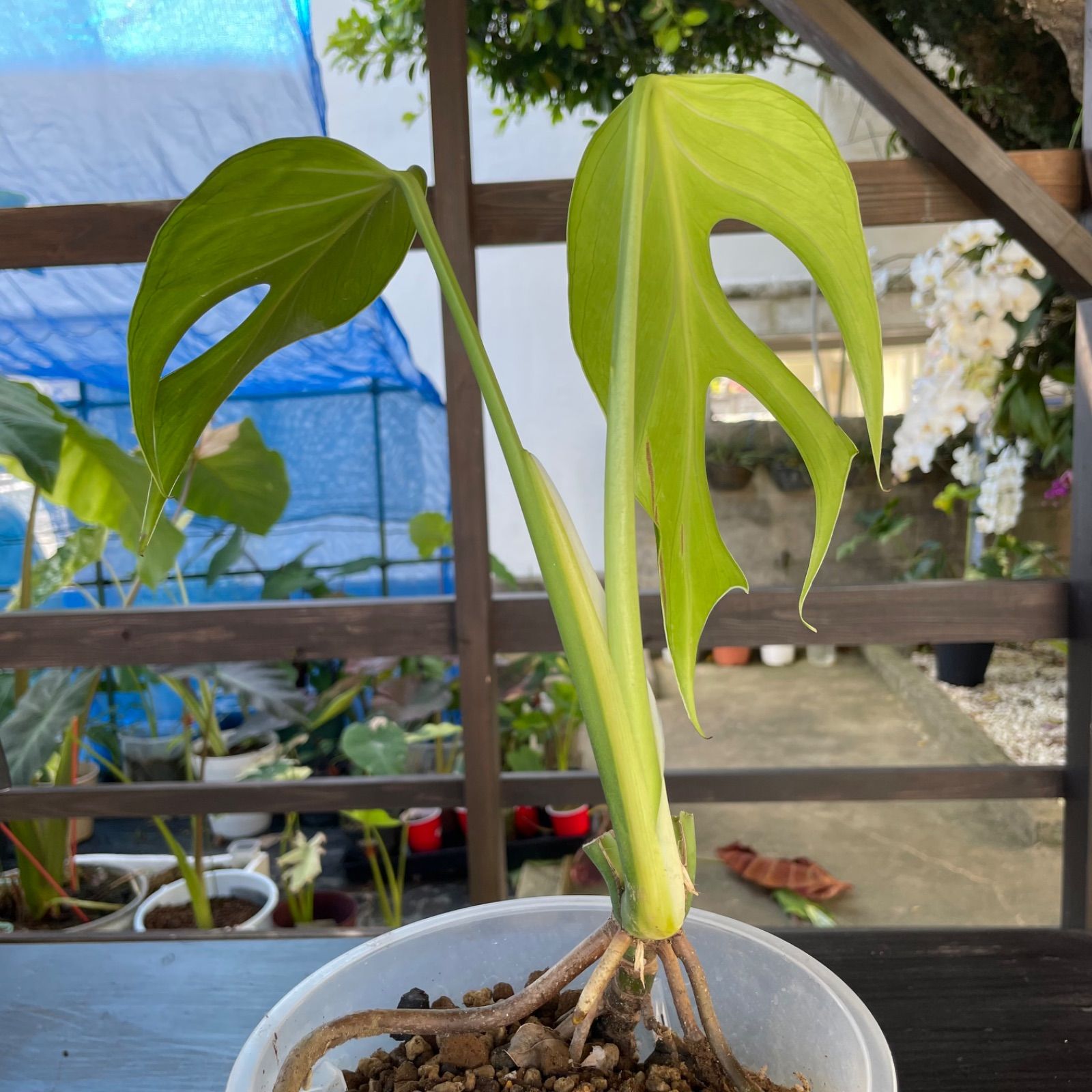 希少】 モンステラ オンライン バールマルクスフレーム Monstera