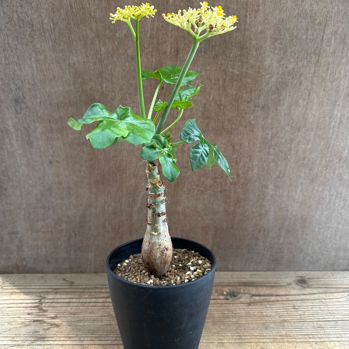 サンプル】ヤトロファ ポダグリカ 黄色花 Jatropha podagrica