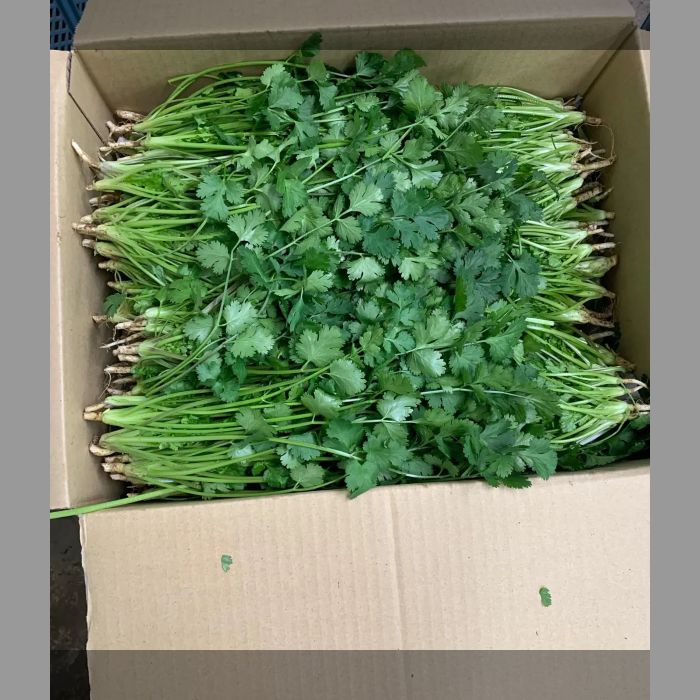 パクチー(2kg)冷蔵発送 今の時期常温発送できずにご購入者住所 パクチー(2kg)冷蔵発送 今の時期常温発送できずにご購入者住所