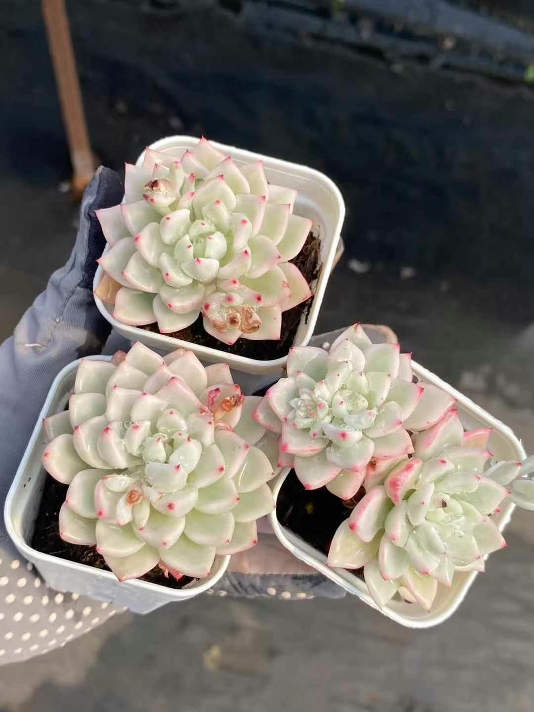 多肉植物　値下げ　紅頬美人錦　抜き苗 多肉植物 赤霞錦 2～3頭 大群生 抜き苗 | るる農園~多肉植物専門