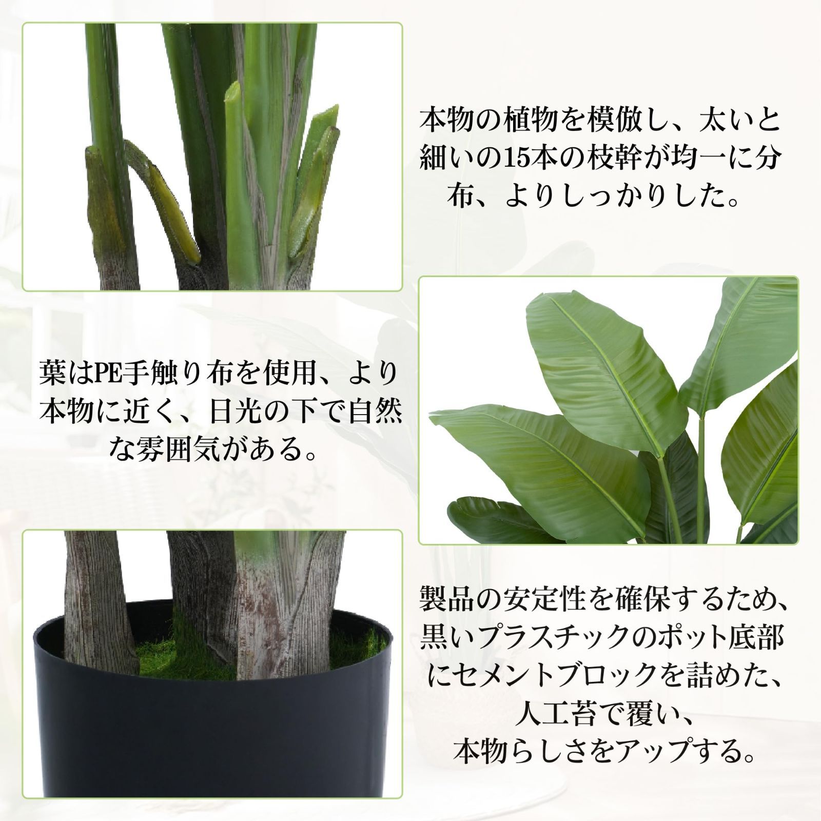 ストレリチア レギネ