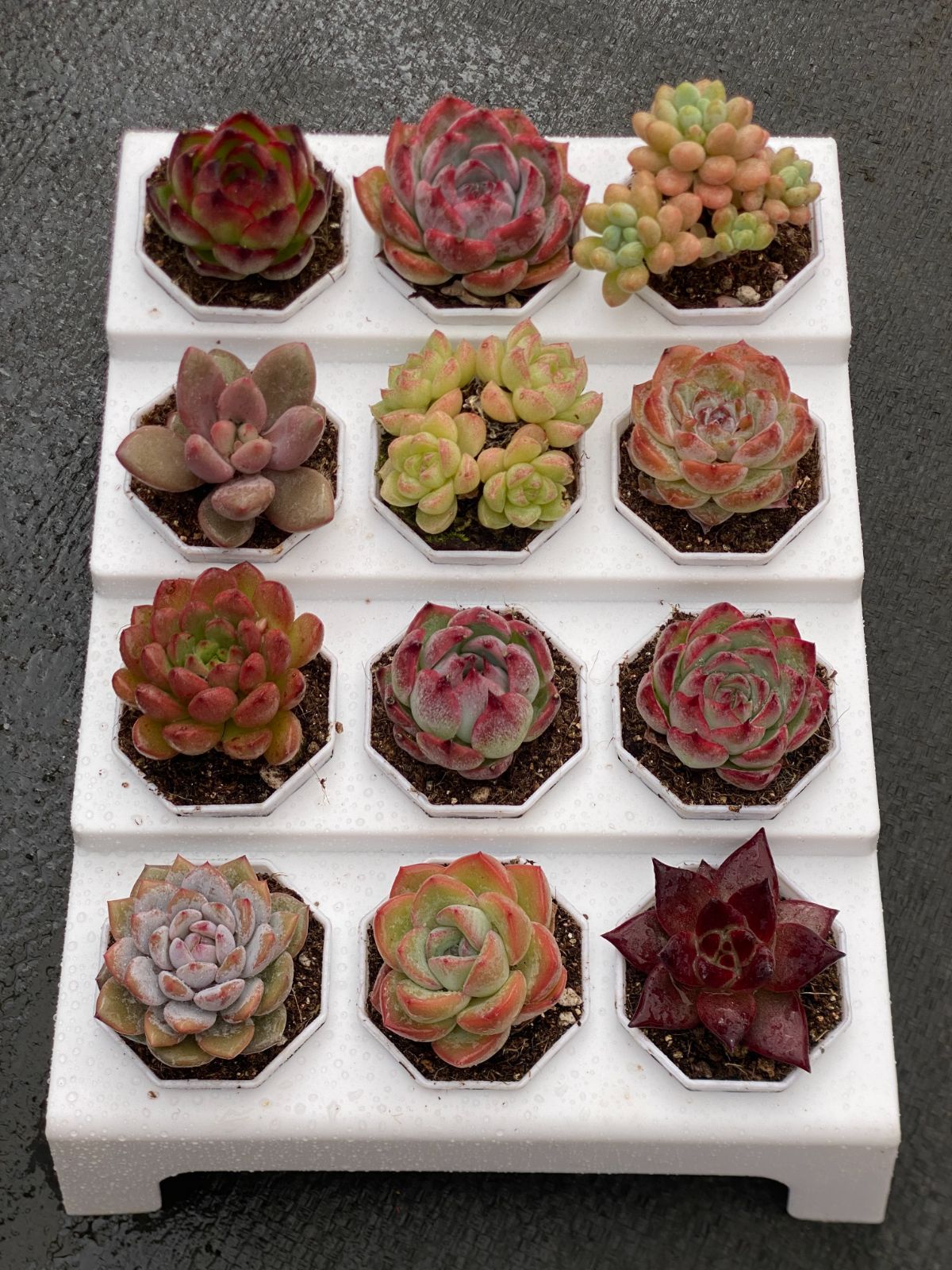 多肉植物 韓国苗 エケベリア MIX苗セット 根付き小株8個セット エケベリア 韓国苗 多肉植物 お買い得 寄せ