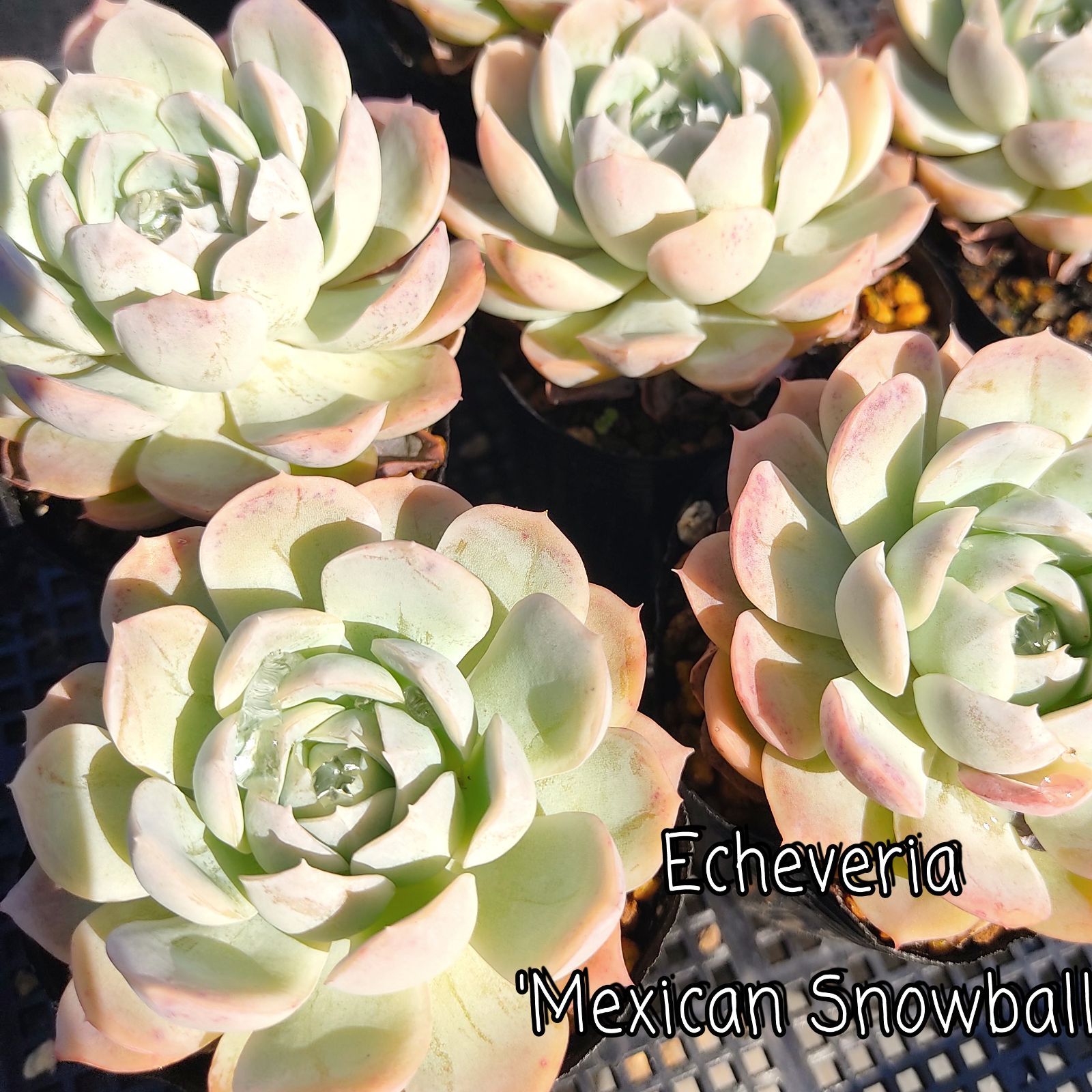 メキシカンスノーボール 7.5cmポット エケベリア Echeveria Mexican