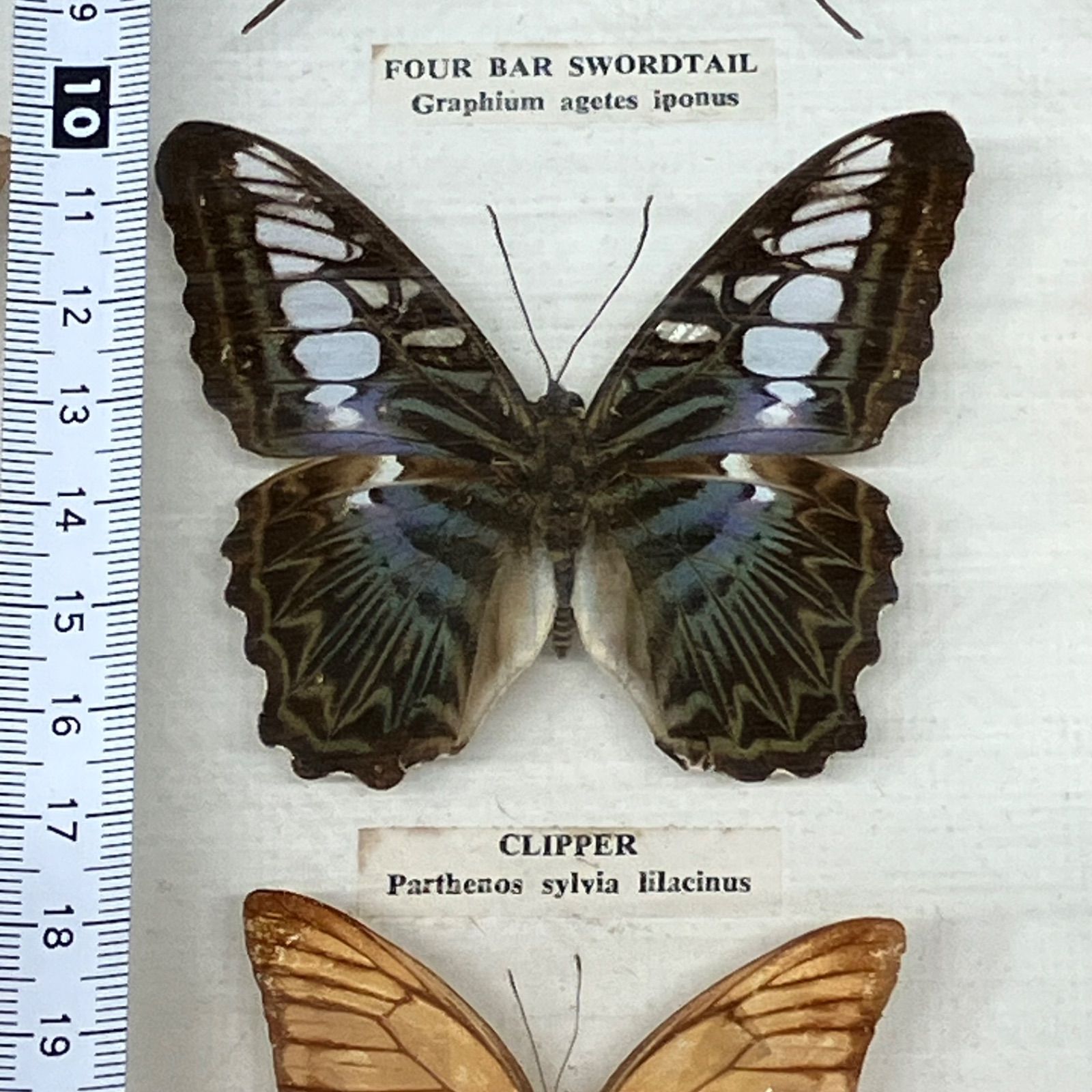 蝶 標本 9種類 クリッパー・オータムリーフ・ヒメシロオナガタイマイ