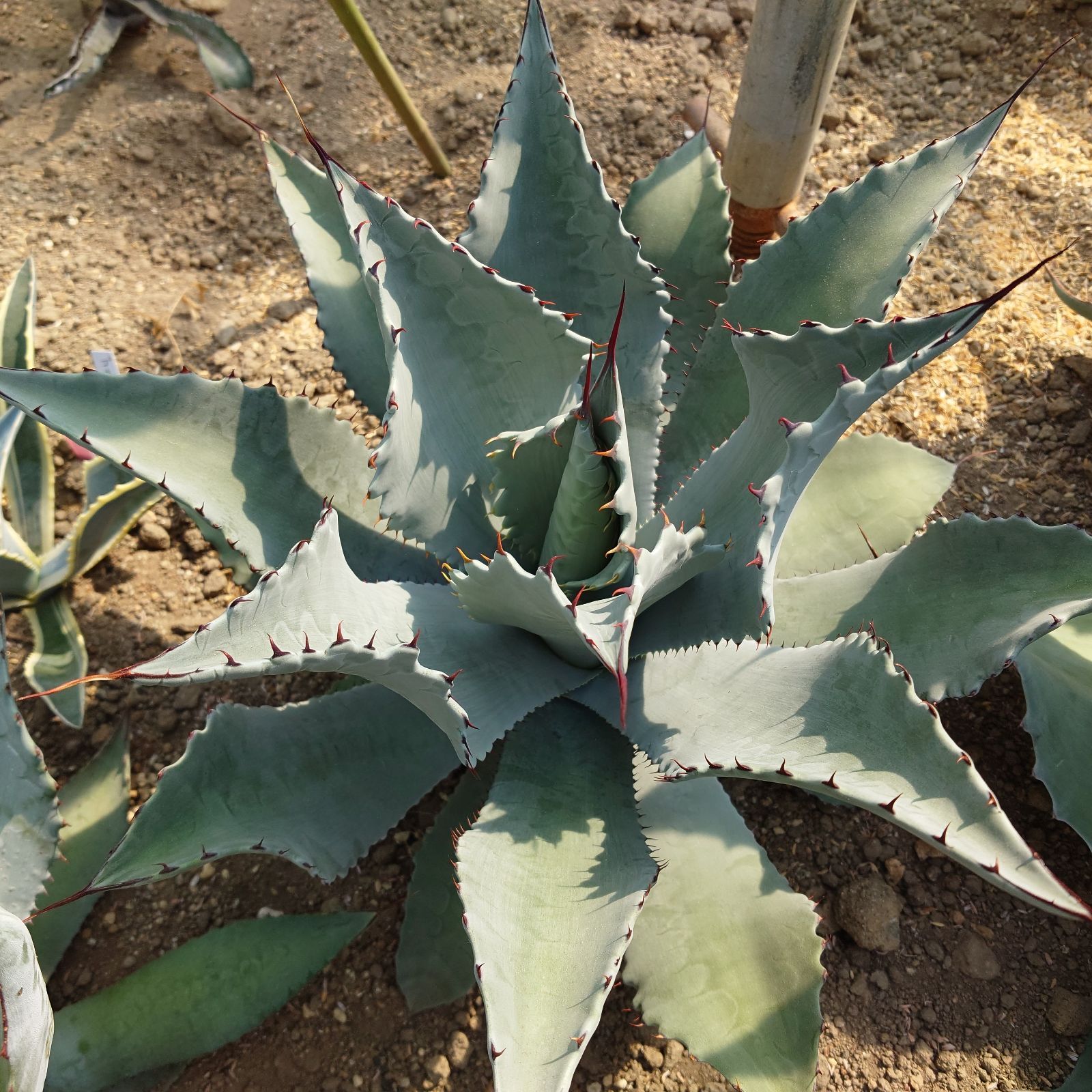 アガベ テマカプリネンシス 直径50㎝ 大株 AGABE - メルカリ