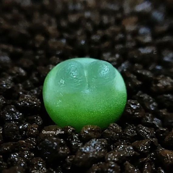 多肉植物　コノフィツム Rラツム　種子