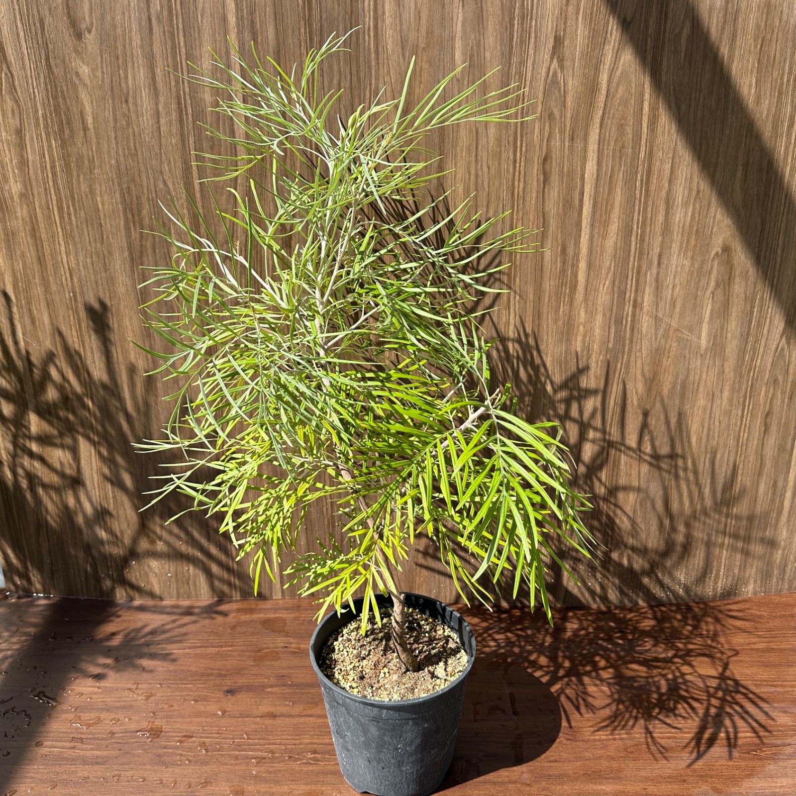 現品】④ グレビレア バンクシー 8号 オージープランツ ① - メルカリ