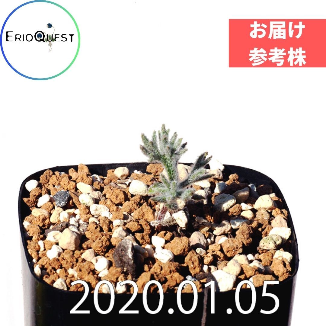 エリオスペルマム ドレゲイ Eriospermum dregei type-ES EQ605