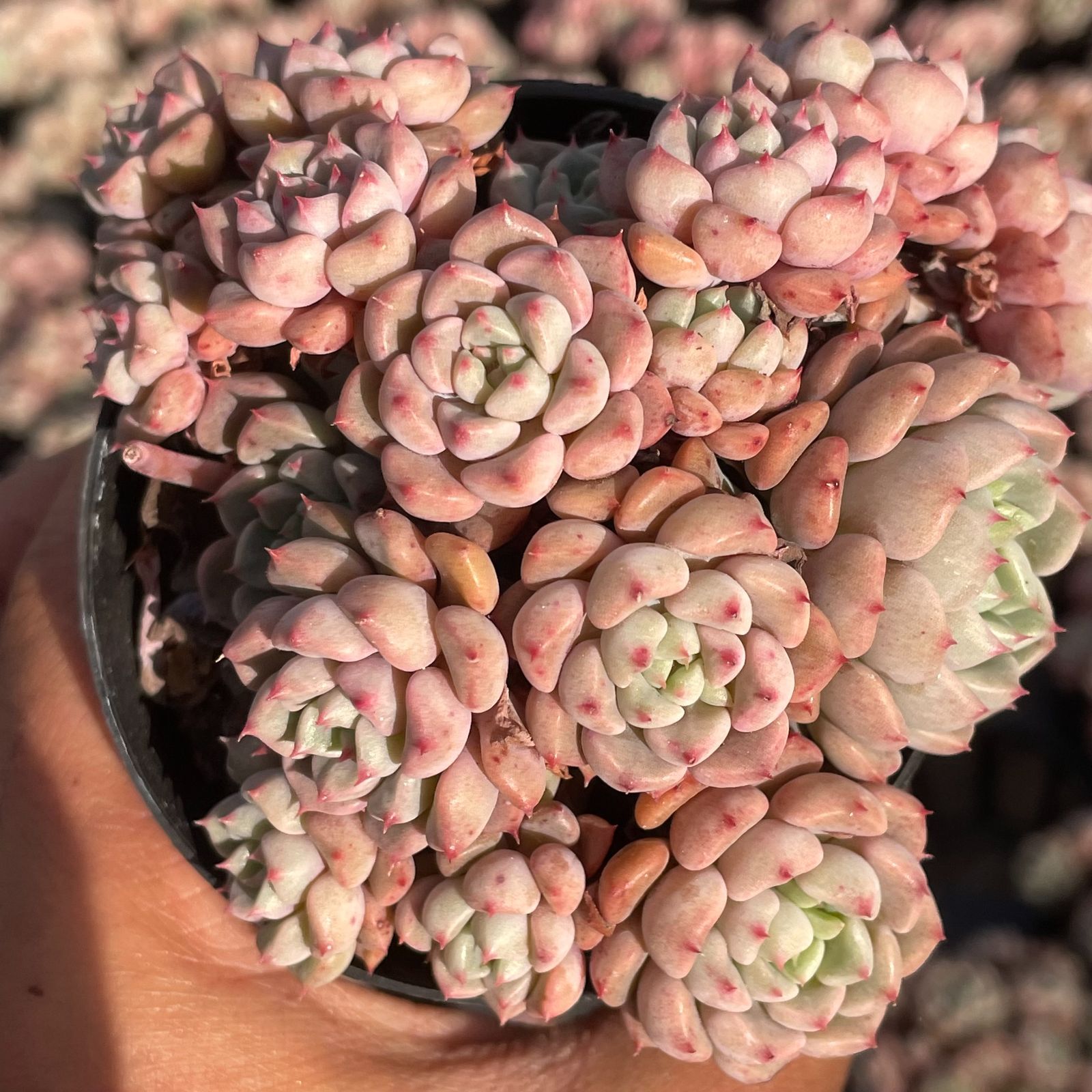 超人気】1株 抜き苗セット ラッキーバブル 多肉植物 第四種郵便で発送