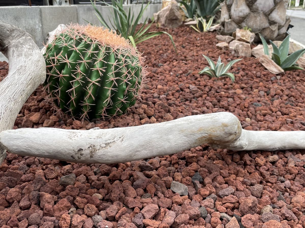 金鯱 サボテン フェイクグリーン 特大 金シャチ 観葉植物 多肉植物