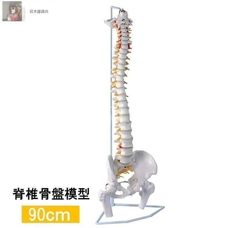 等身大 人体模型 170cm 神経根有り 全身骨格模型 骨格標本 1743 骸骨模型