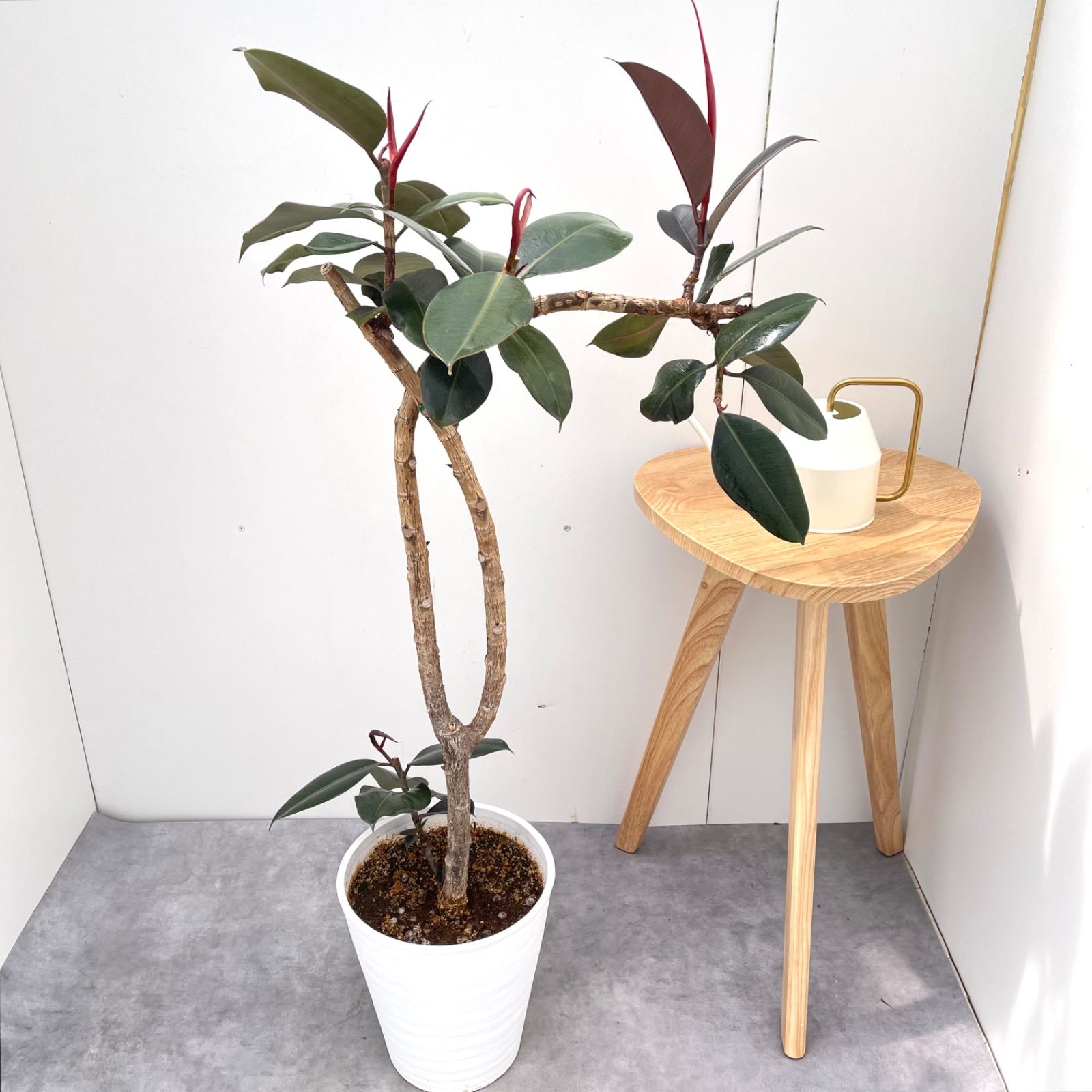 観葉植物 フィカス バーガンディ 観葉植物 フィカス バーガンディ 8号 曲り リブラ モノ ブラウン