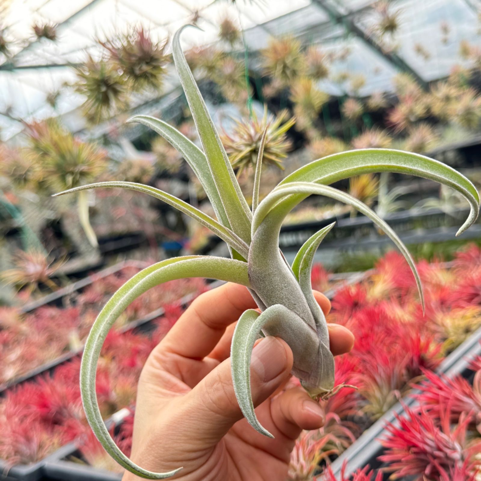 Tillandsia おぼしき barfussii チランジア・バルフシー 046