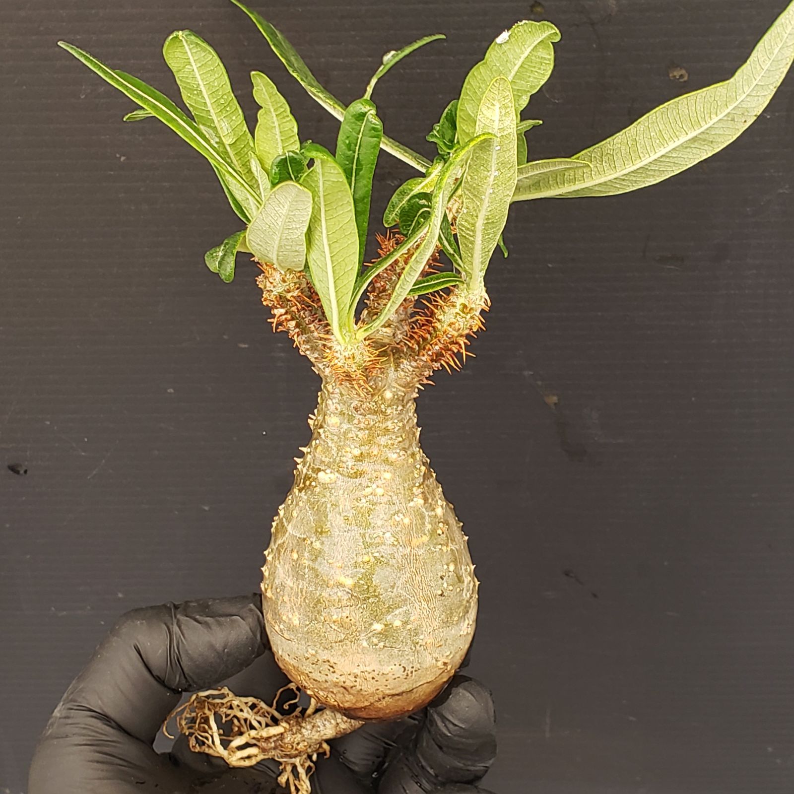 V265【自社養生発根株】Pachypodium グラキリス（SS）（現地球