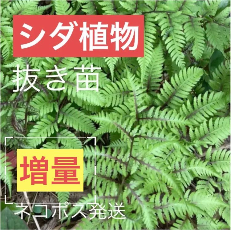 増量【シダ植物】抜き苗セット無農薬自家栽培山野草宿根草苔玉盆栽日本