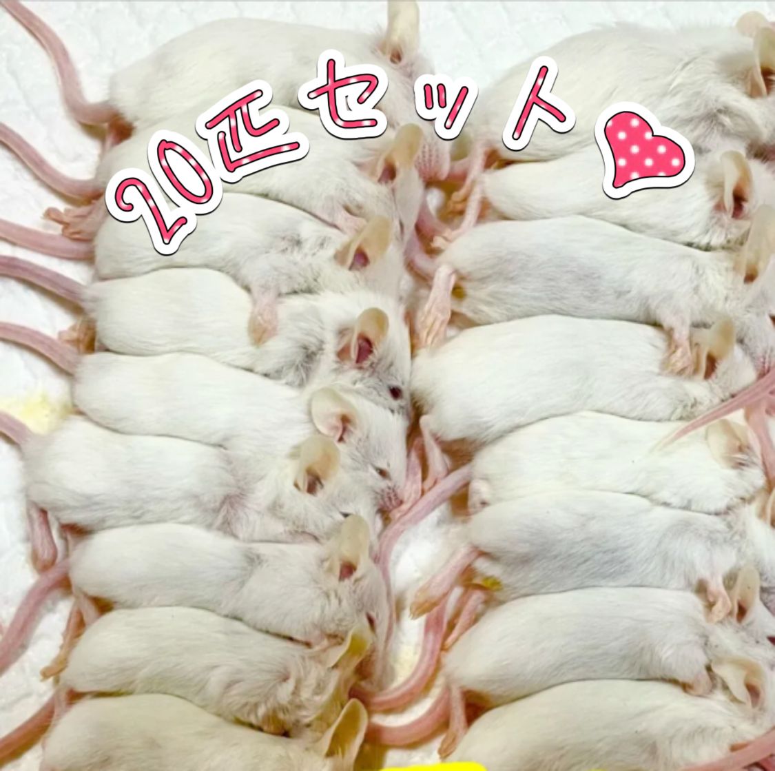 冷凍ラット20匹セット 冷凍ラット ファジー 20g前後 | 冷凍ラット