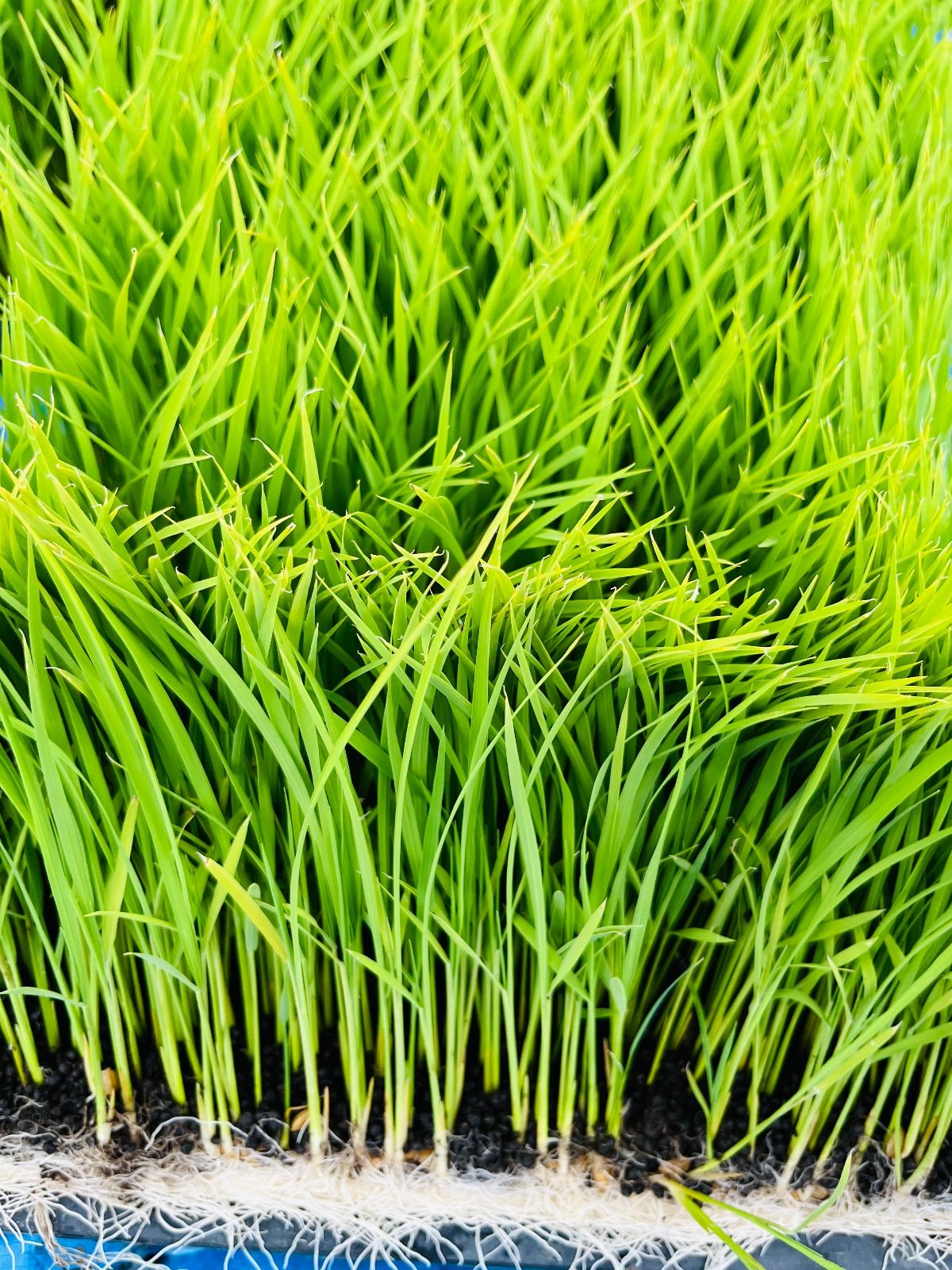 サマーセール。 令和7年産 福岡県産 新米 元気つくし 精米 10kg 農家直送 甘みと粘りの人気銘柄 白米 【品質保証】