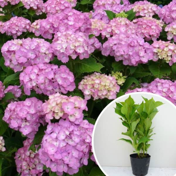 苗|苗木 60本セット アジサイ 赤 樹高0.3m前後 15cmポット 赤花 アカ あじさい 紫陽花 西洋アジサイ 苗木 苗 植木 庭木 生け垣 ka 60本 60