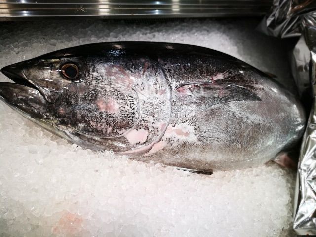 養殖本鮪 本マグロ