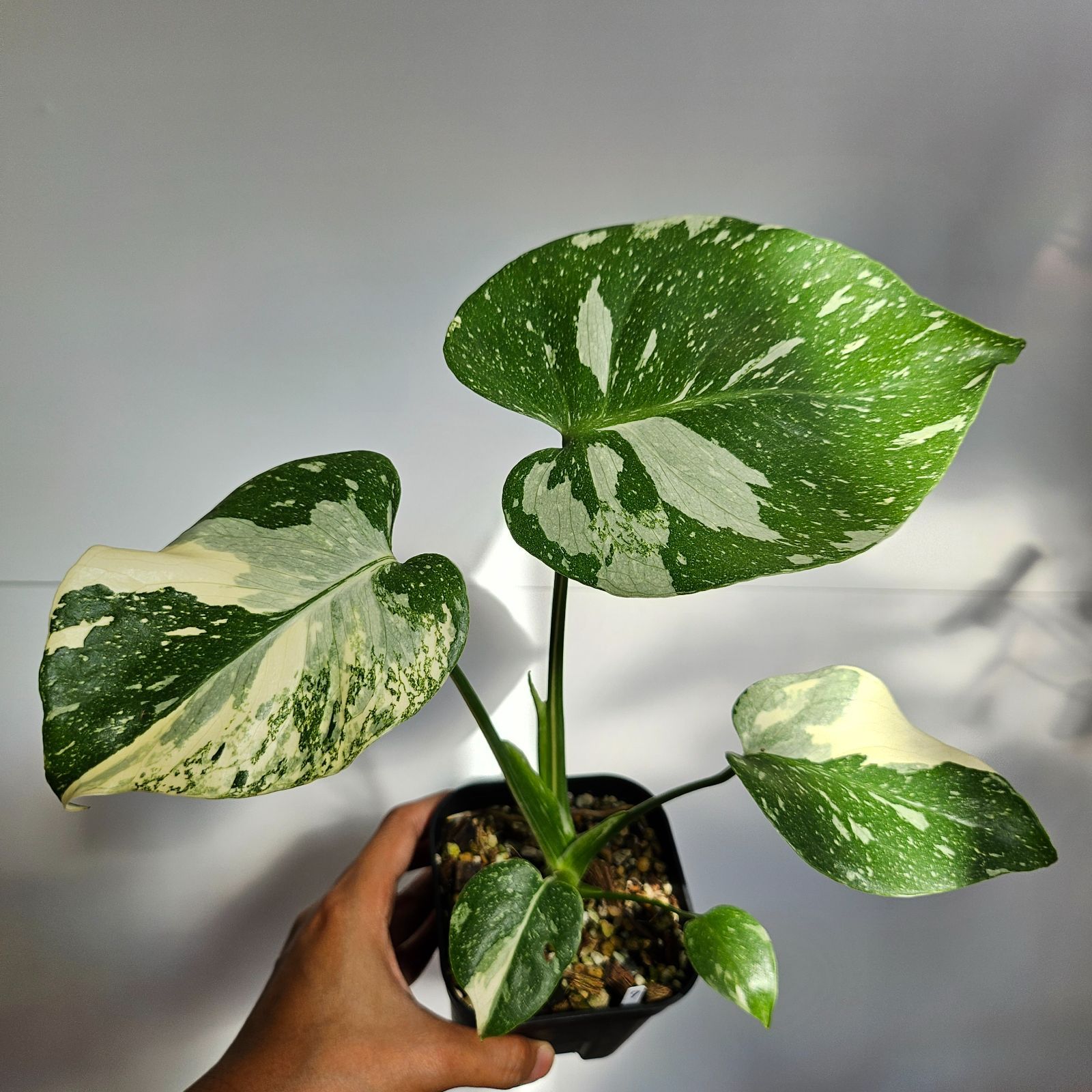 小羽団扇楓（コハウチワカエデ）株立ち【現品発送】管理70421 小羽団扇楓（コハウチワカエデ）株立ち【現品発送】管理70421 大型商品