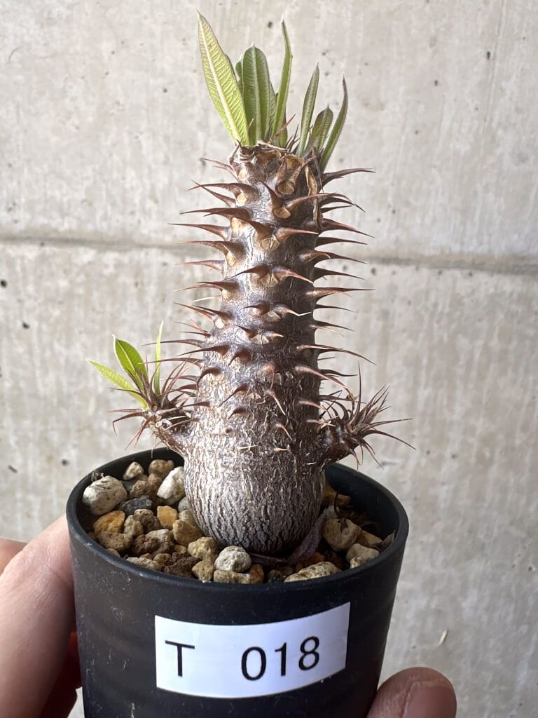 グリーンダイヤモンドカルサイト（クォーツ＆ヘマタイト母岩付き