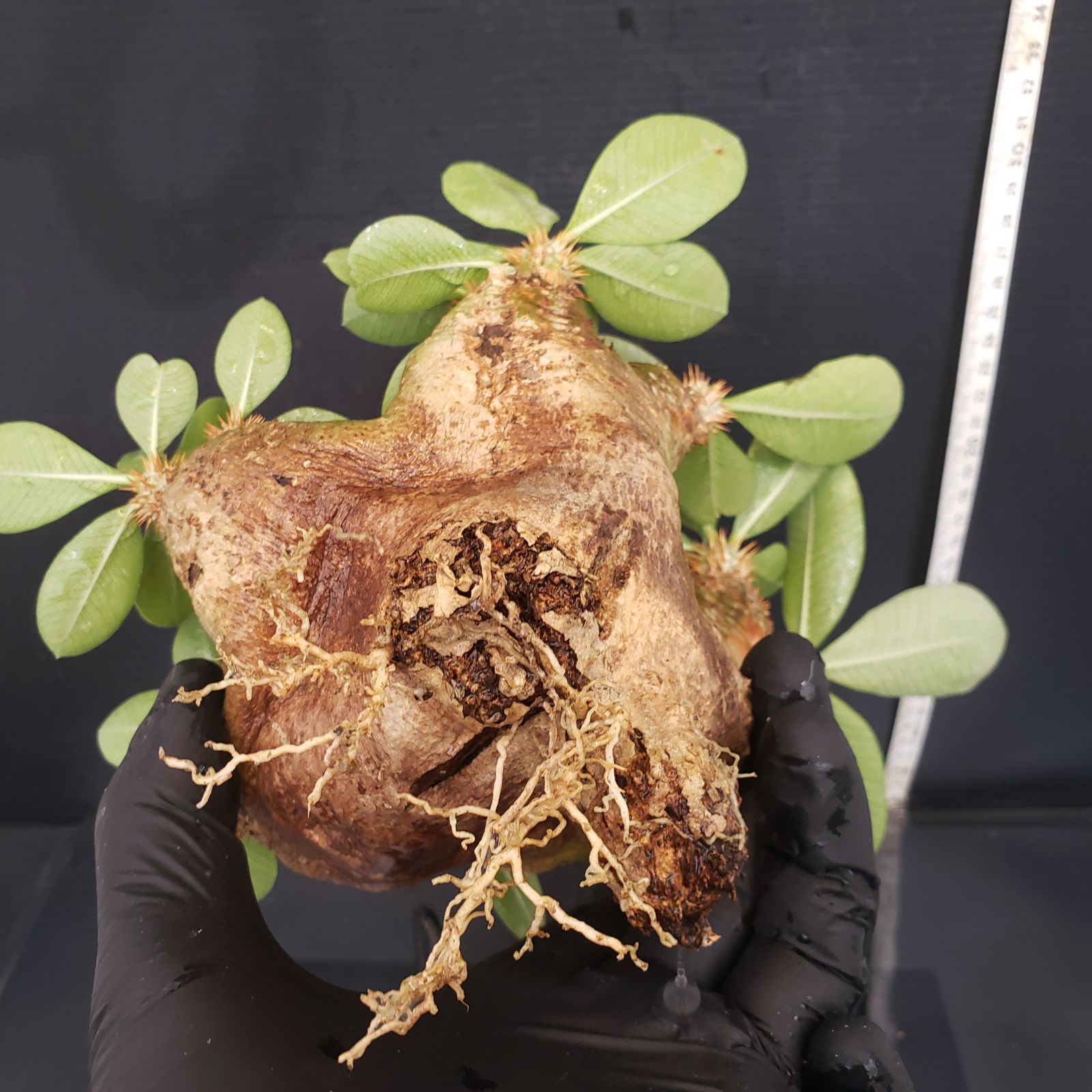 S230【自社養生・発根株】Pachypodium エブレネウム（現地球
