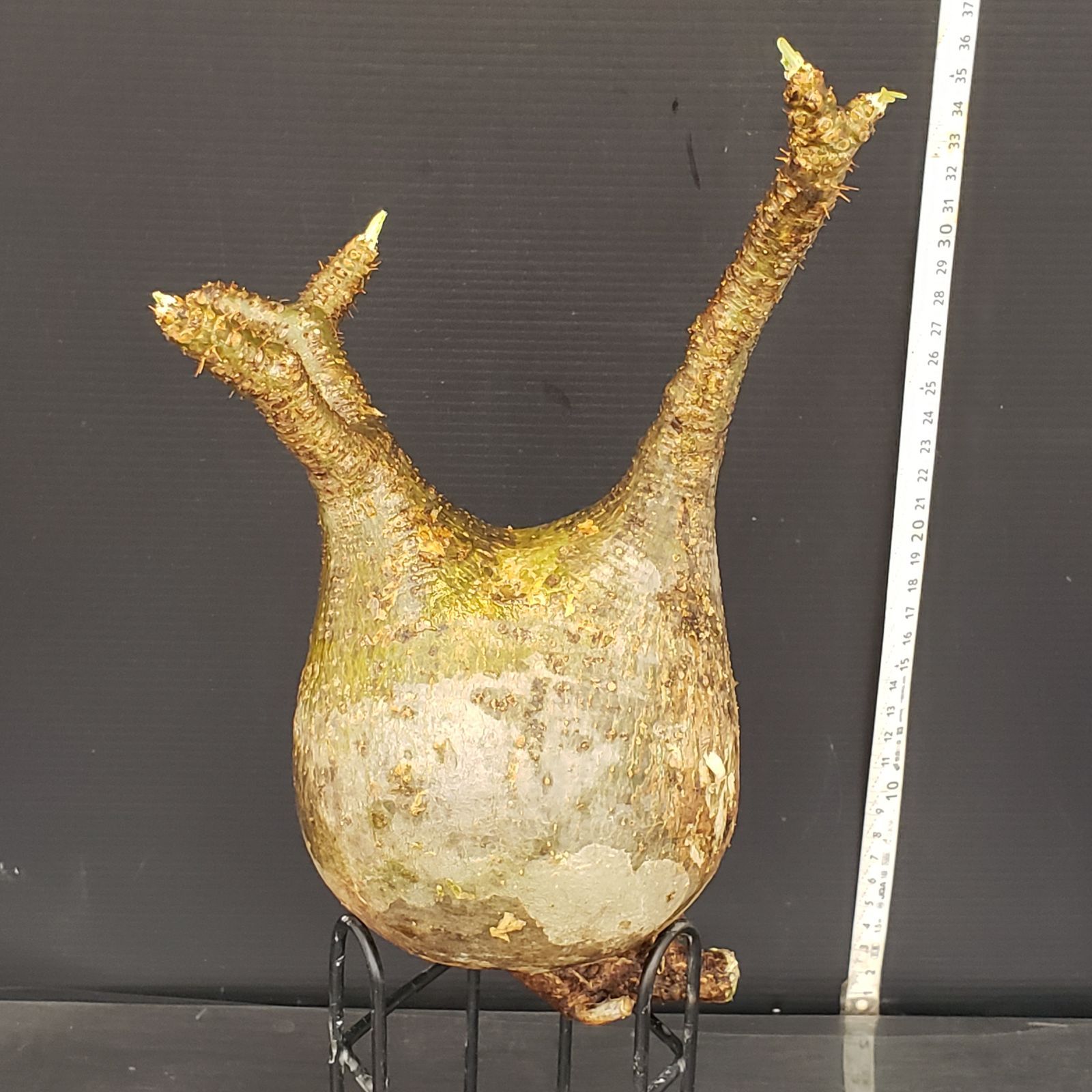 抜き苗発送　 パキポディウムグラキリス　発根管理中 抜き苗発送 パキポディウムグラキリス 発根管理中