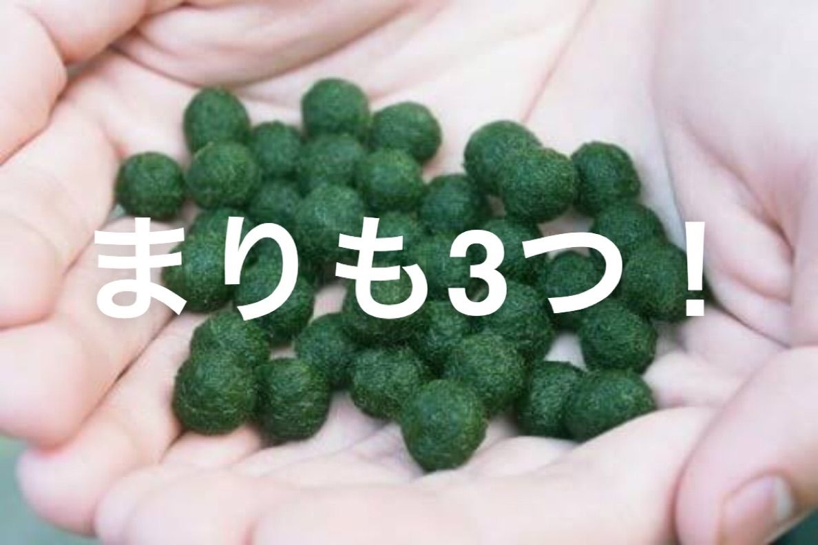 国産マリモ 約１cm 10個 癒しのマリモ無農薬 - 魚用品