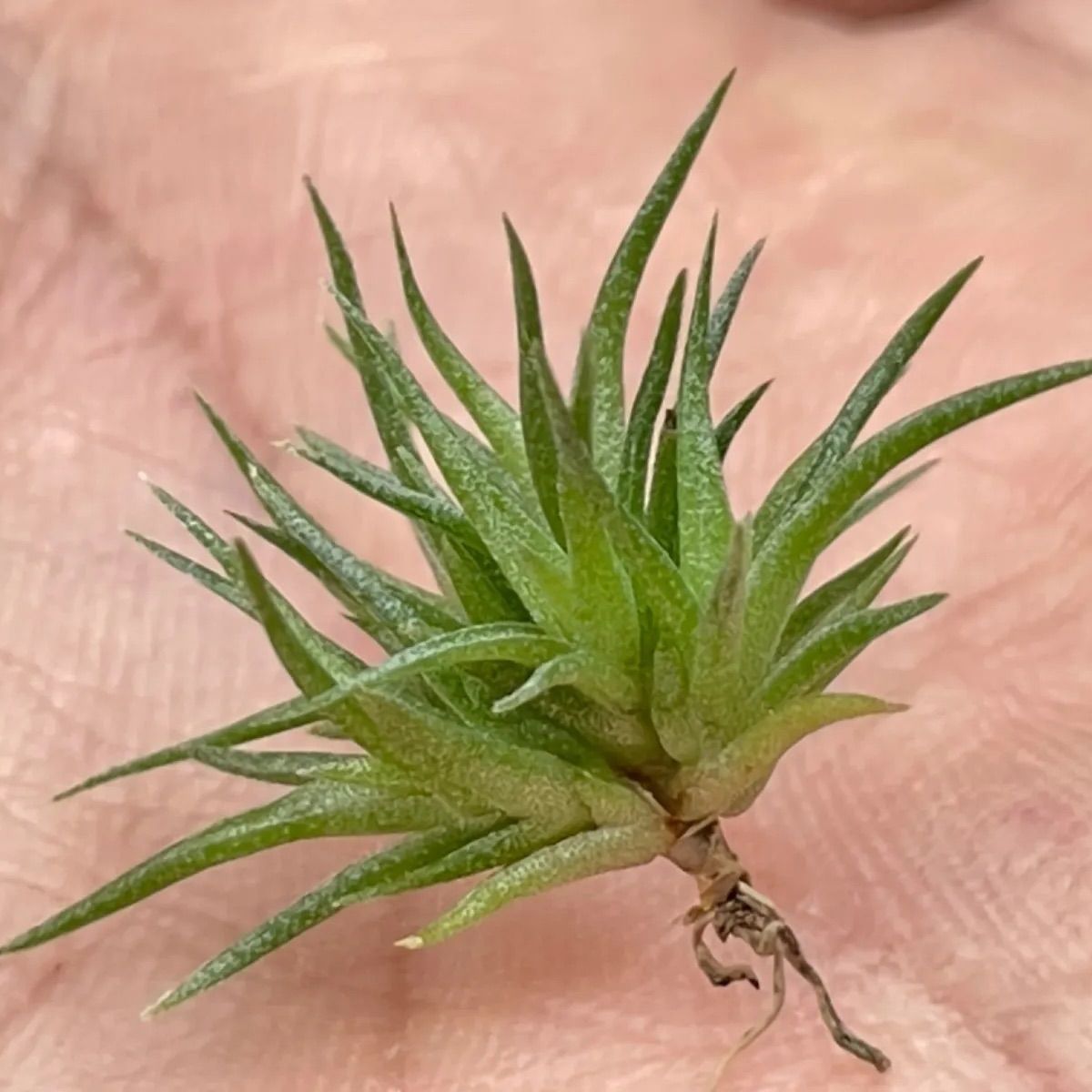 チランジア アエラントス テディベアTillandsia aeranthos Teddy チランジア アエラントス テディベアTillandsia aeranthos Teddy