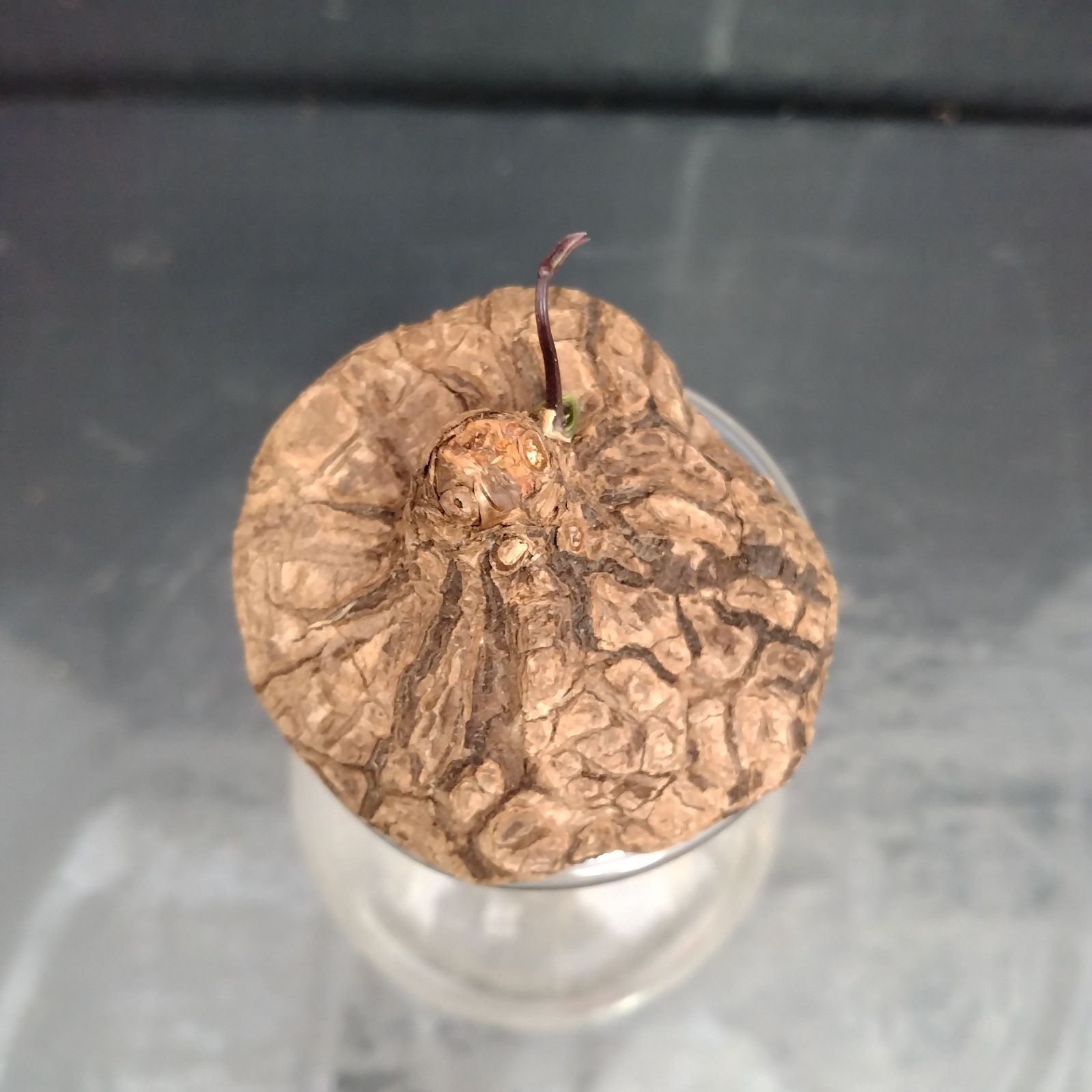 U307【最新到着】Dioscorea Mexicana メキシコ亀甲竜（現地球
