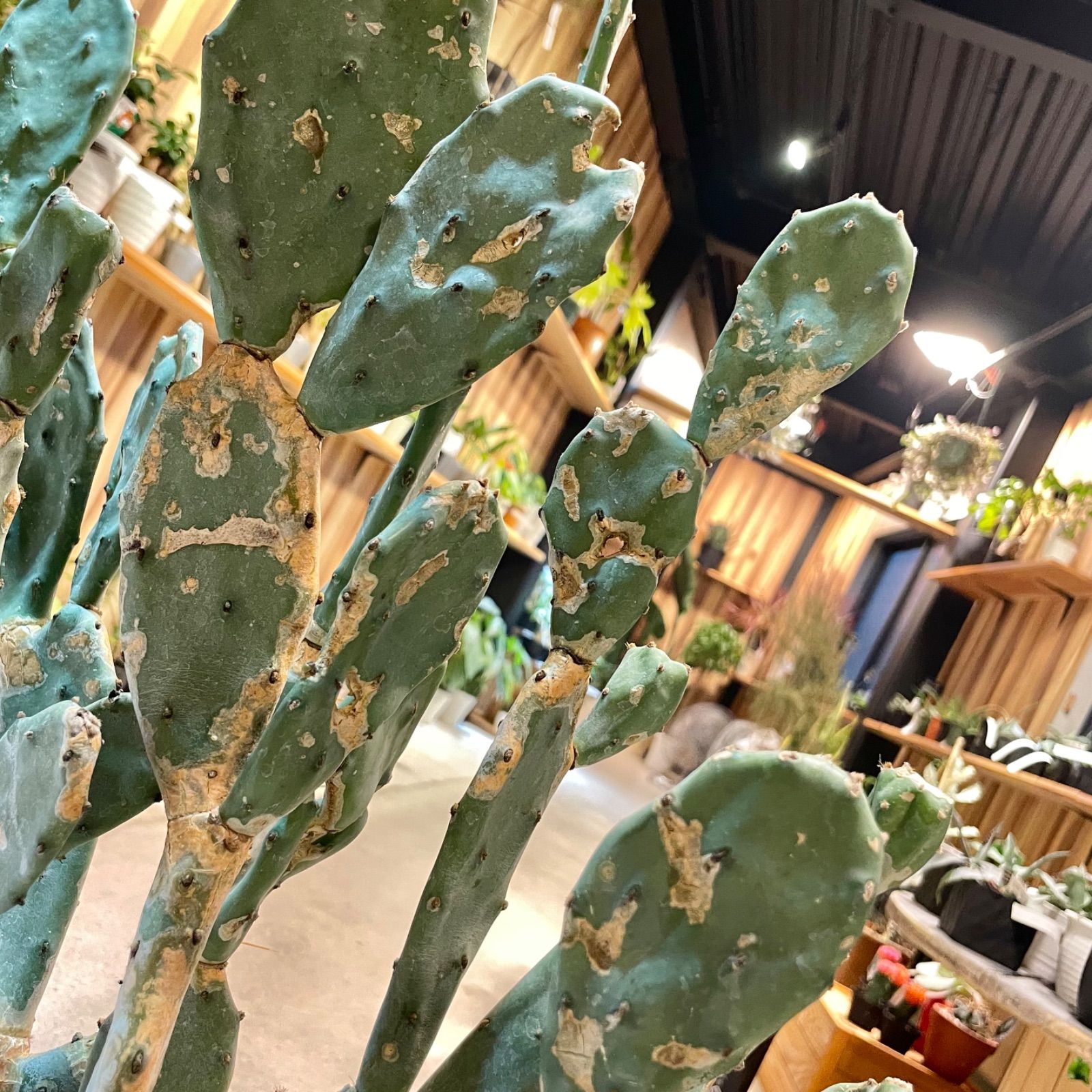ウチワサボテン ブランチ 木質化 - メルカリ