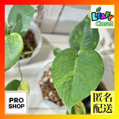 洋蘭 洋ラン パピリオナンセ テレス オリンピックリングス 3号硬質