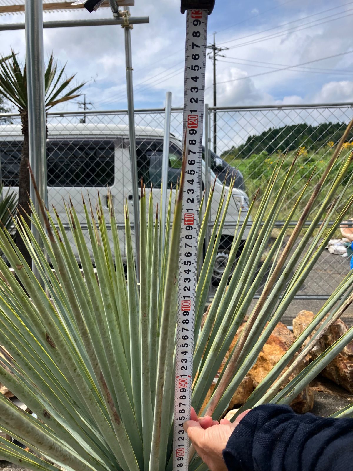 ユッカ マルデヌベス var リギダ ハイブリット タグ付き - メルカリ