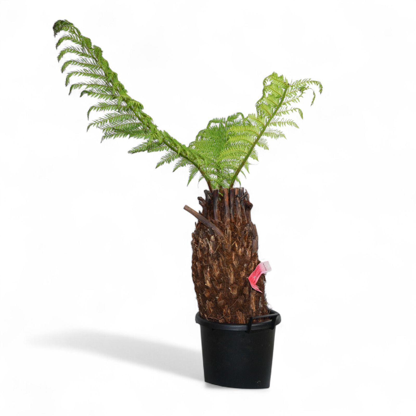 木性シダ 全高83cm
