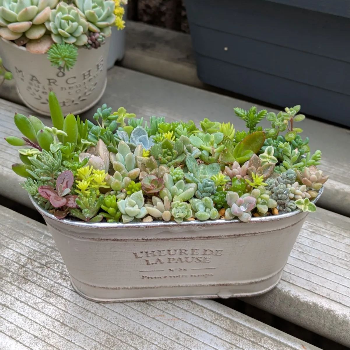 世界的に有名な 多肉植物 メルカリ - 母の日 ⑧ 春の寄せ植えセット カット苗 エケベリア・セダム