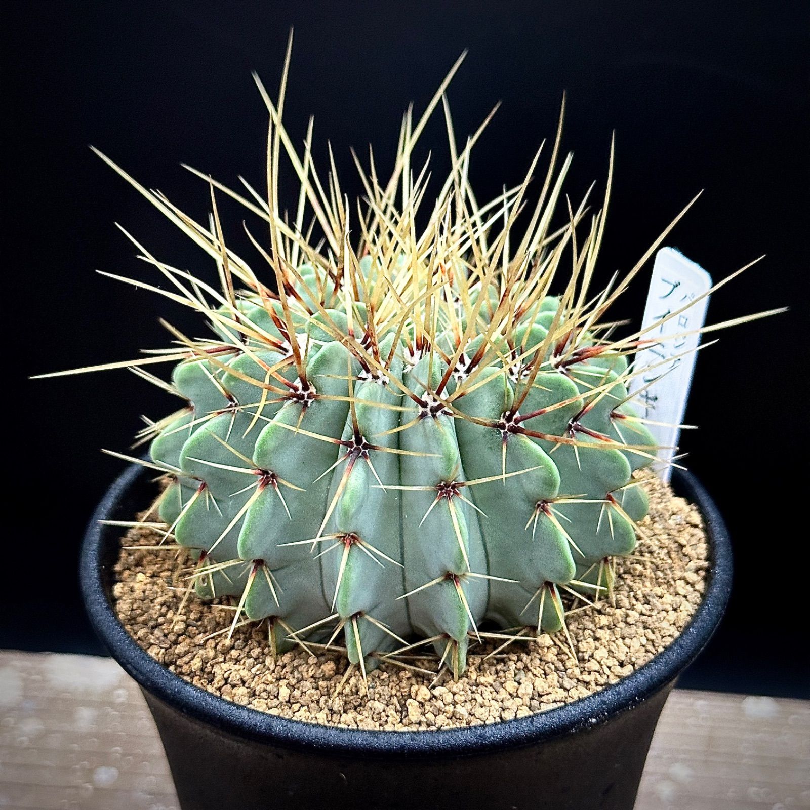 ブイニンギー 実生 鉢植えメルカリ便送料込み ブイニンギー 実生 鉢植えメルカリ便送料込み